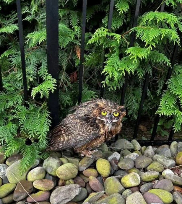cute owl on ground