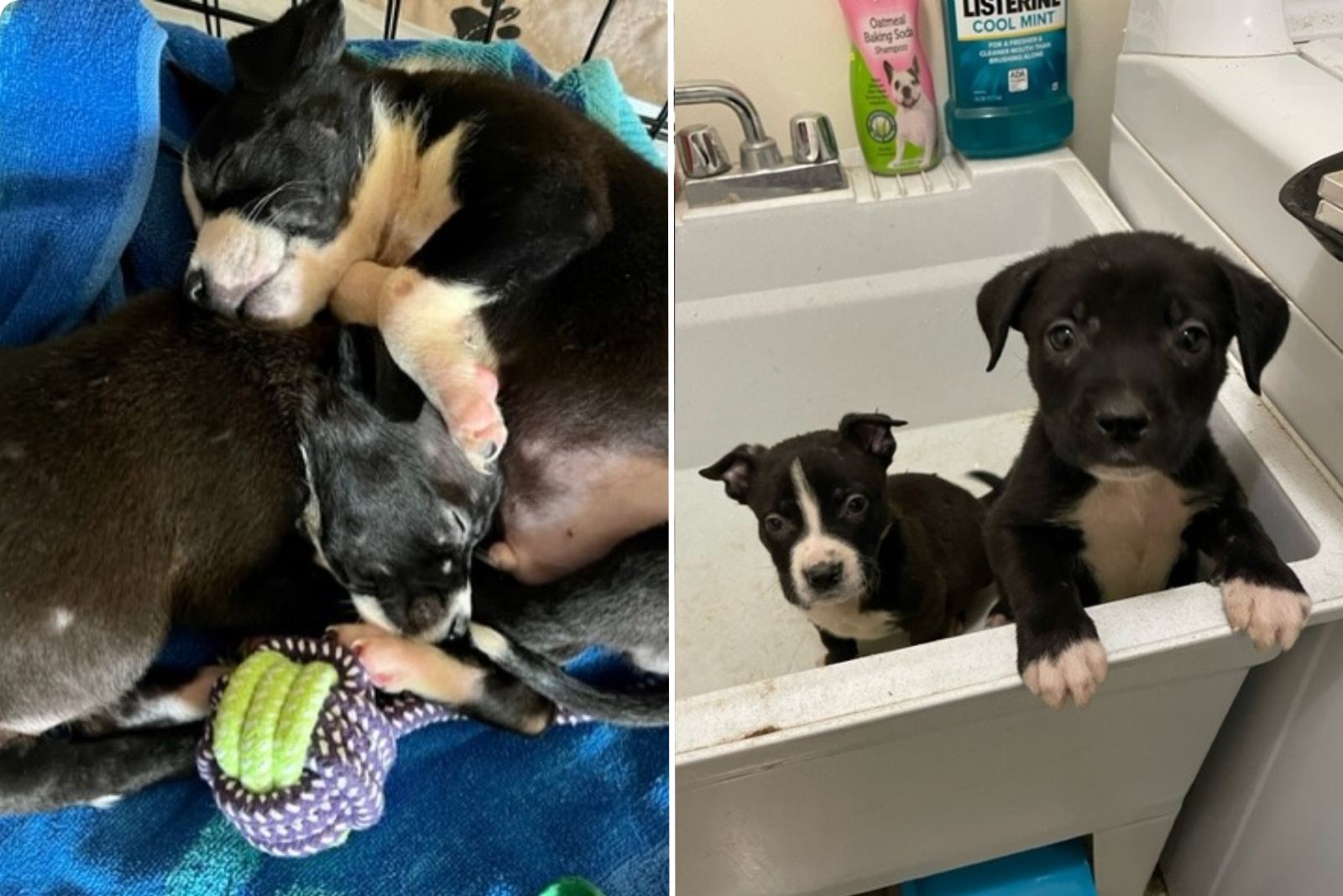 cute puppies in house