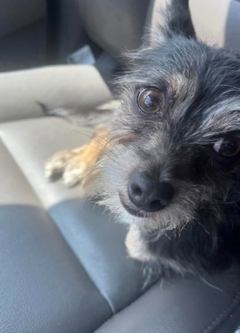 cute puppy sitting in the car