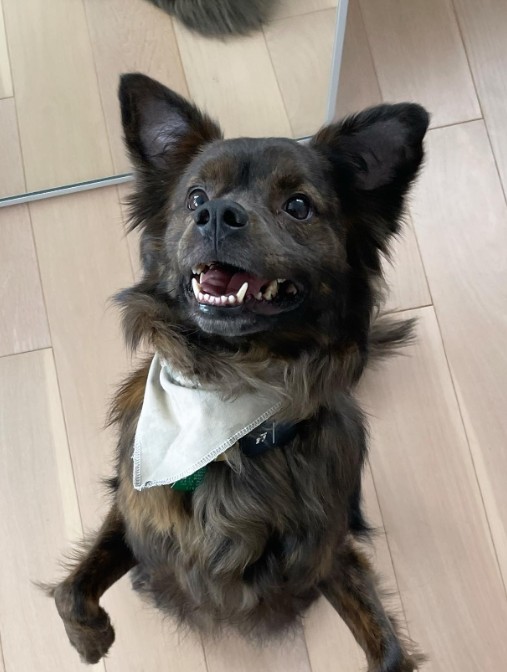 cute puppy standing on its hind legs