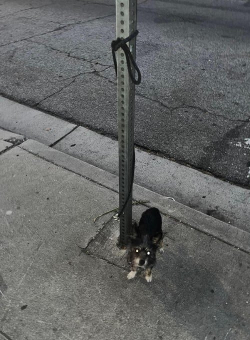 cute puppy tied to a metal pole