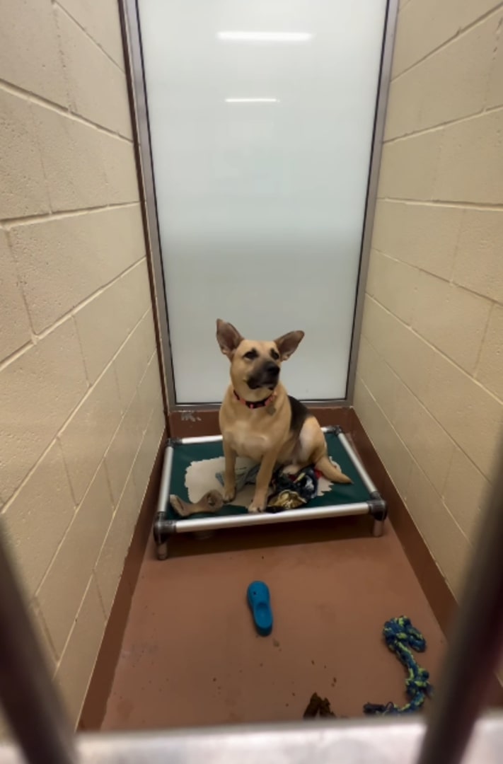 cute shelter dog