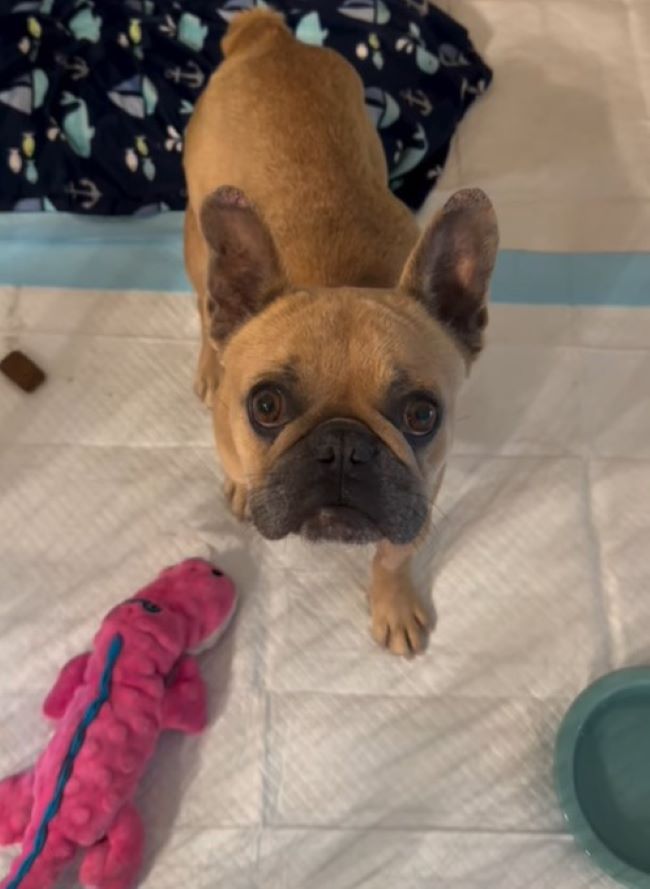 cute tiny mother dog