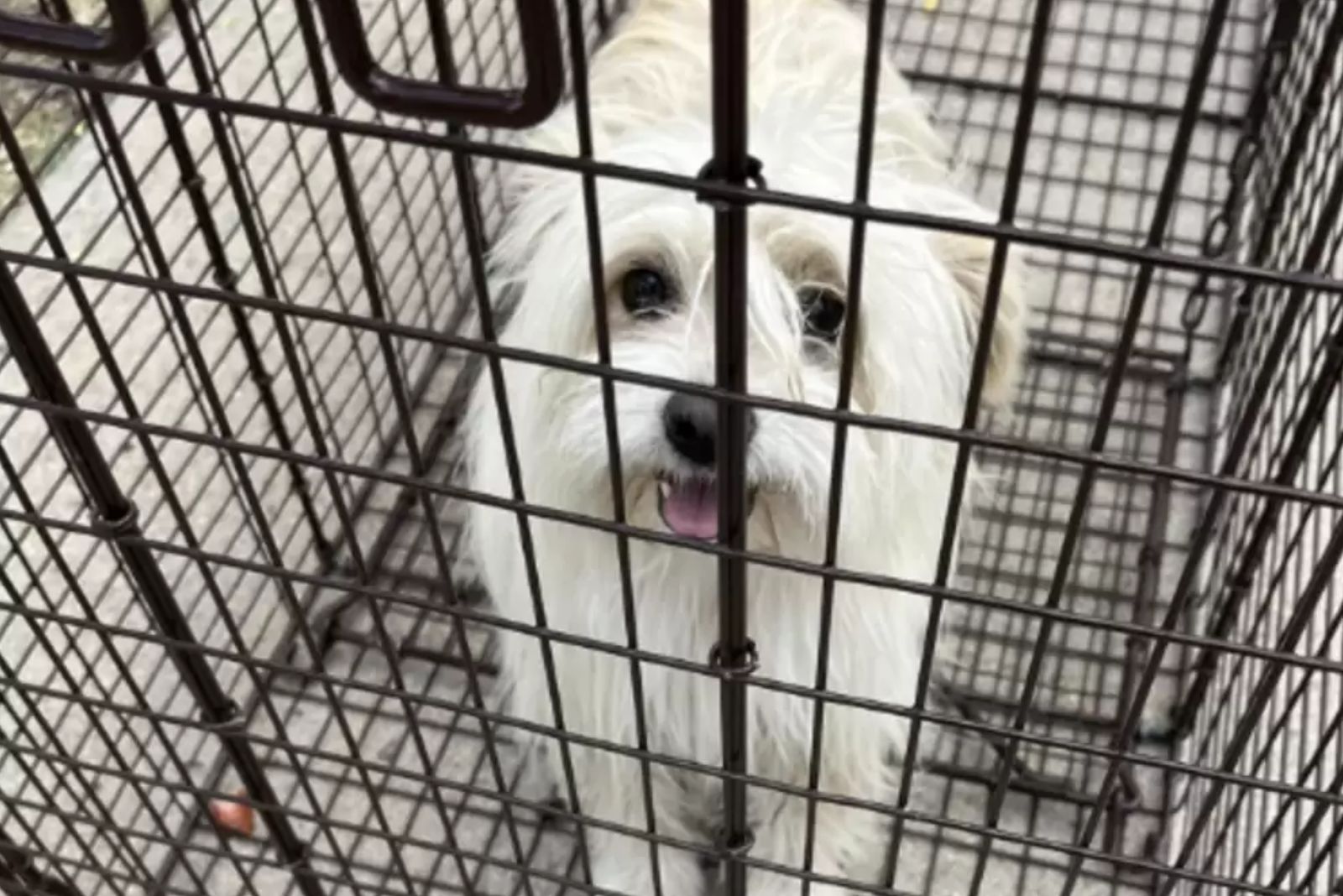 cute white dog in a cage
