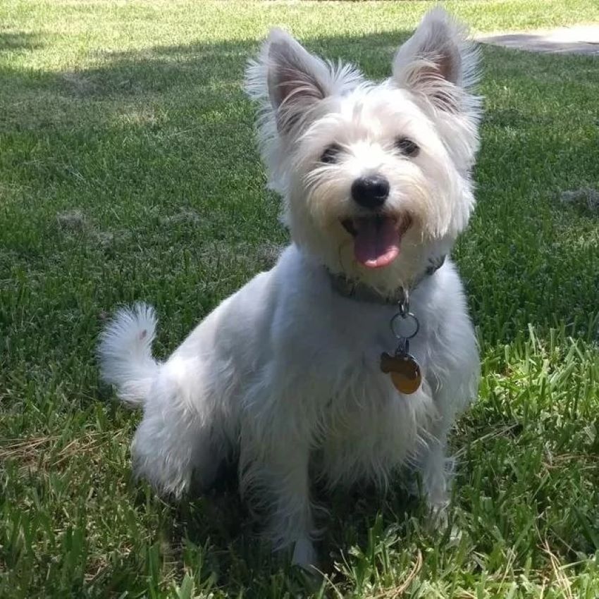 cute white dog sitting on grass