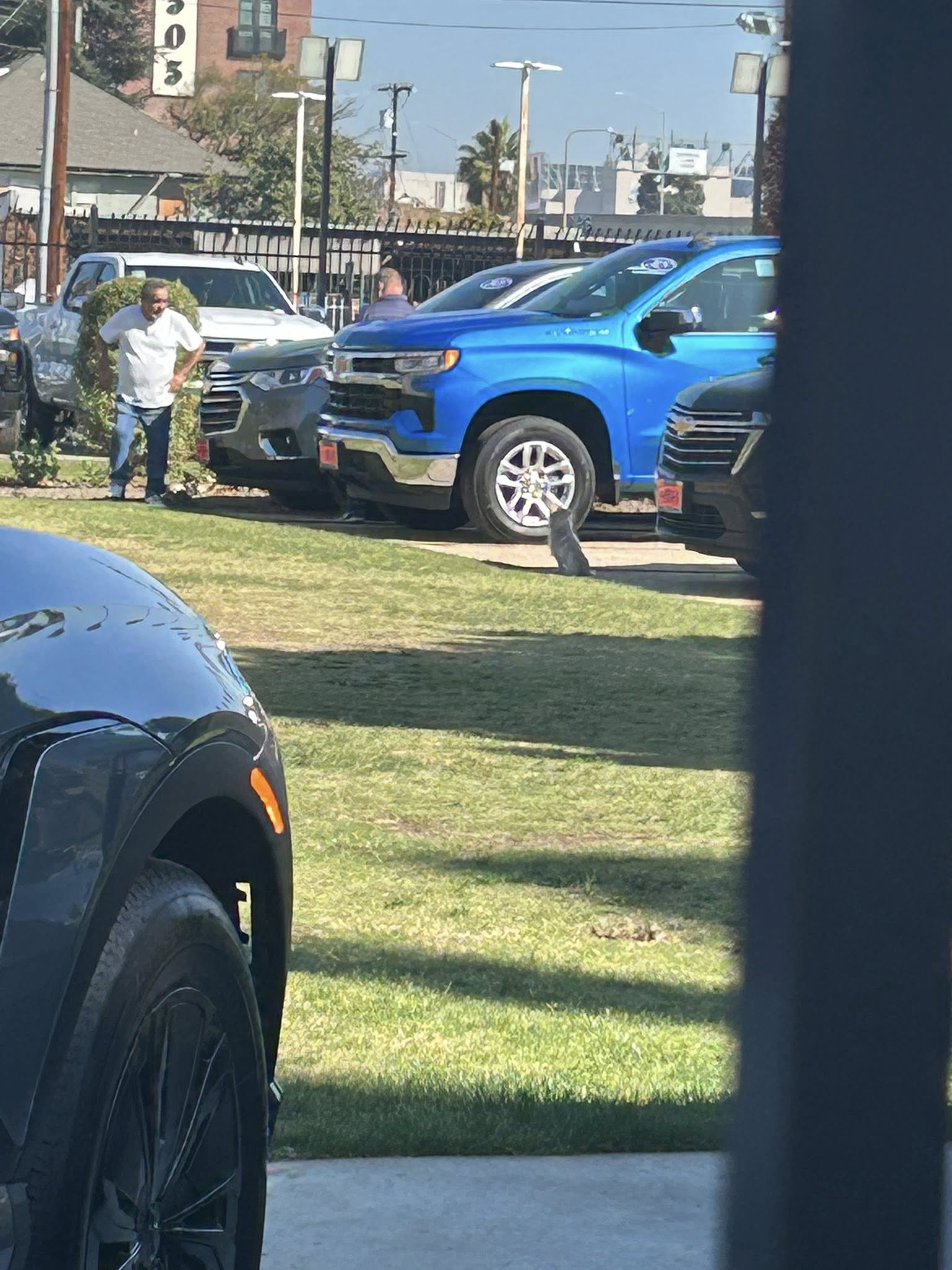 dig sitting on parking lot