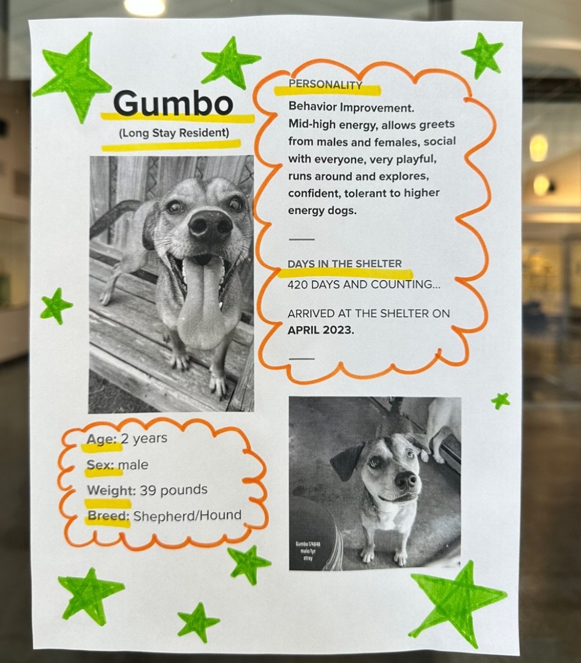 dog adoption picture