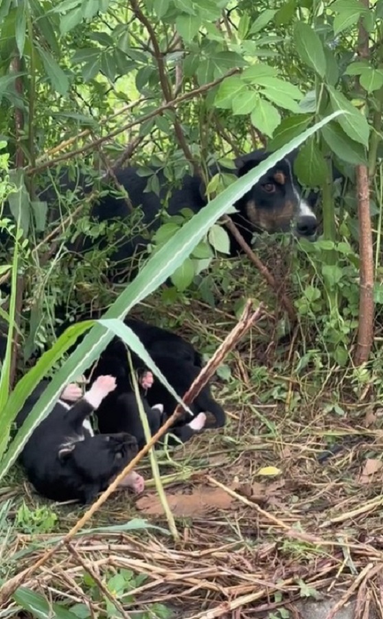 dog and puppies in abandoned grass