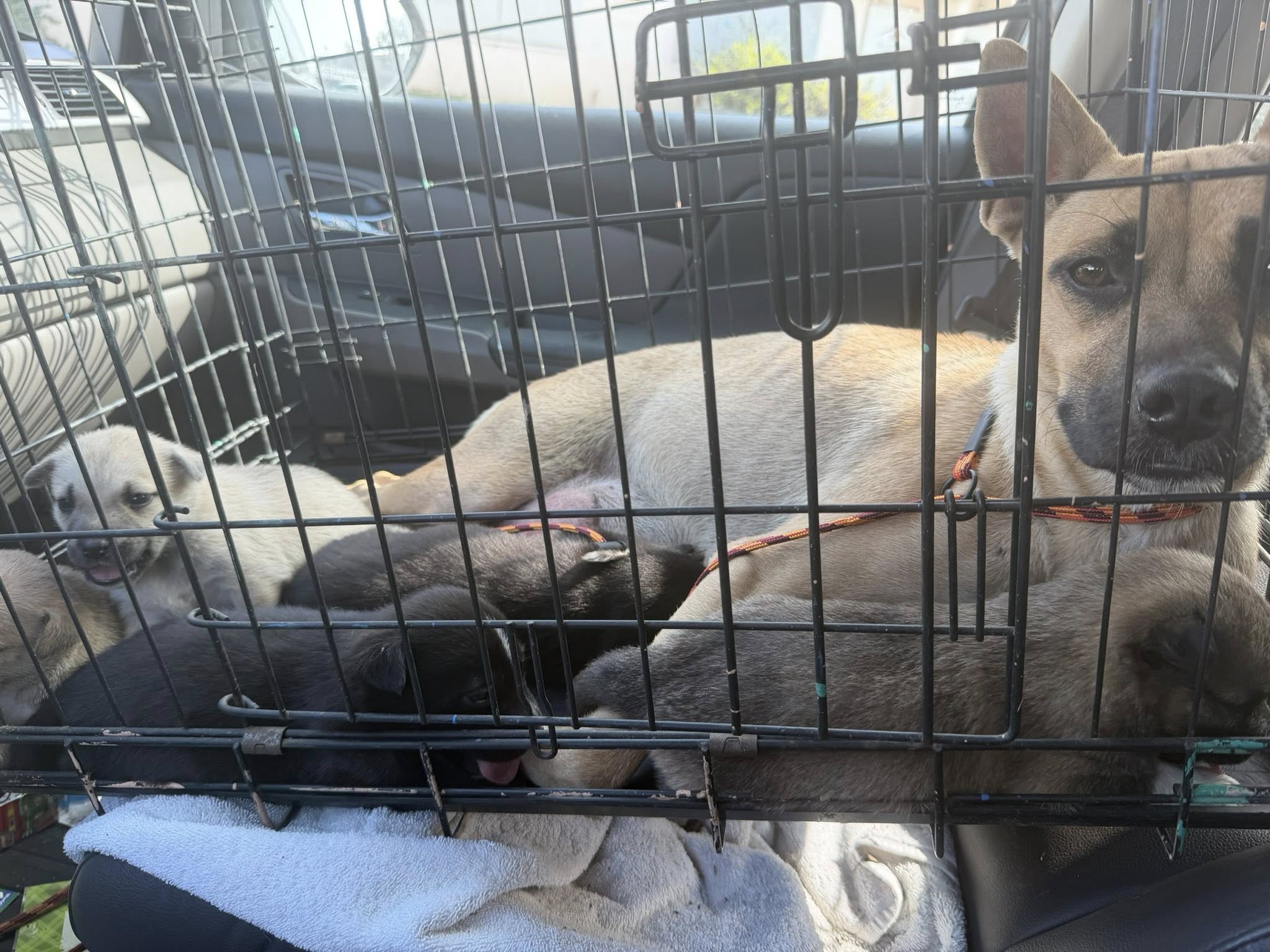 dog and puppies in crate