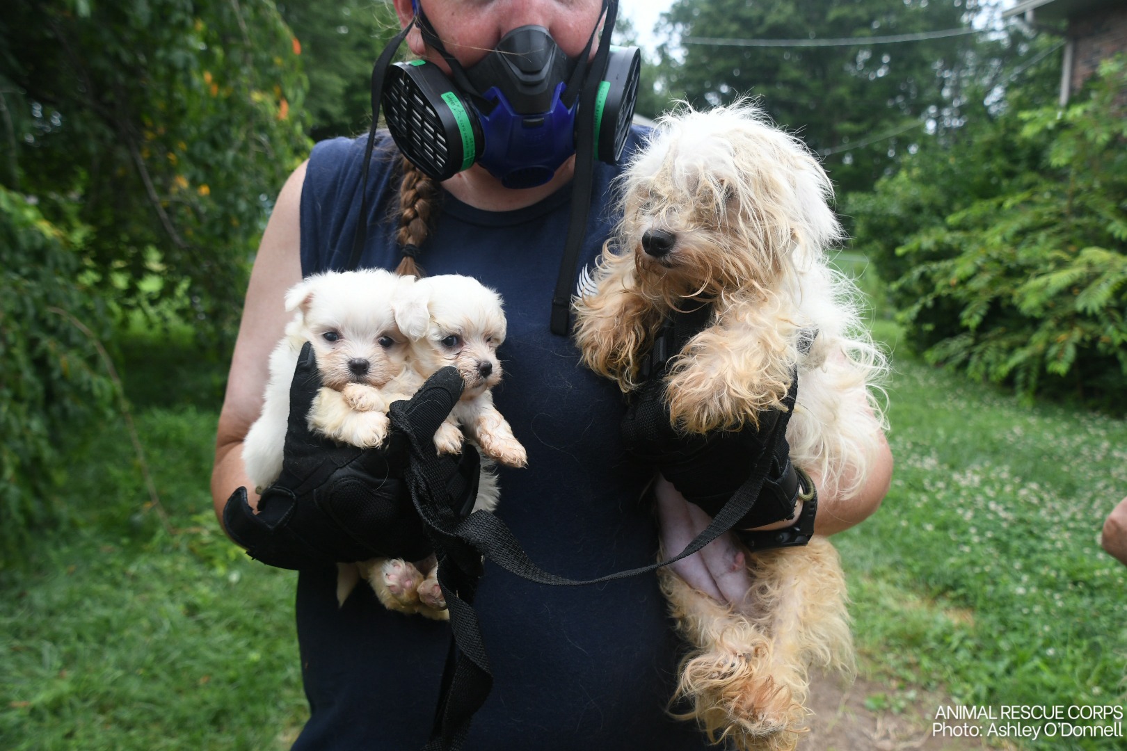 dog and two puppies in the hands of a woman