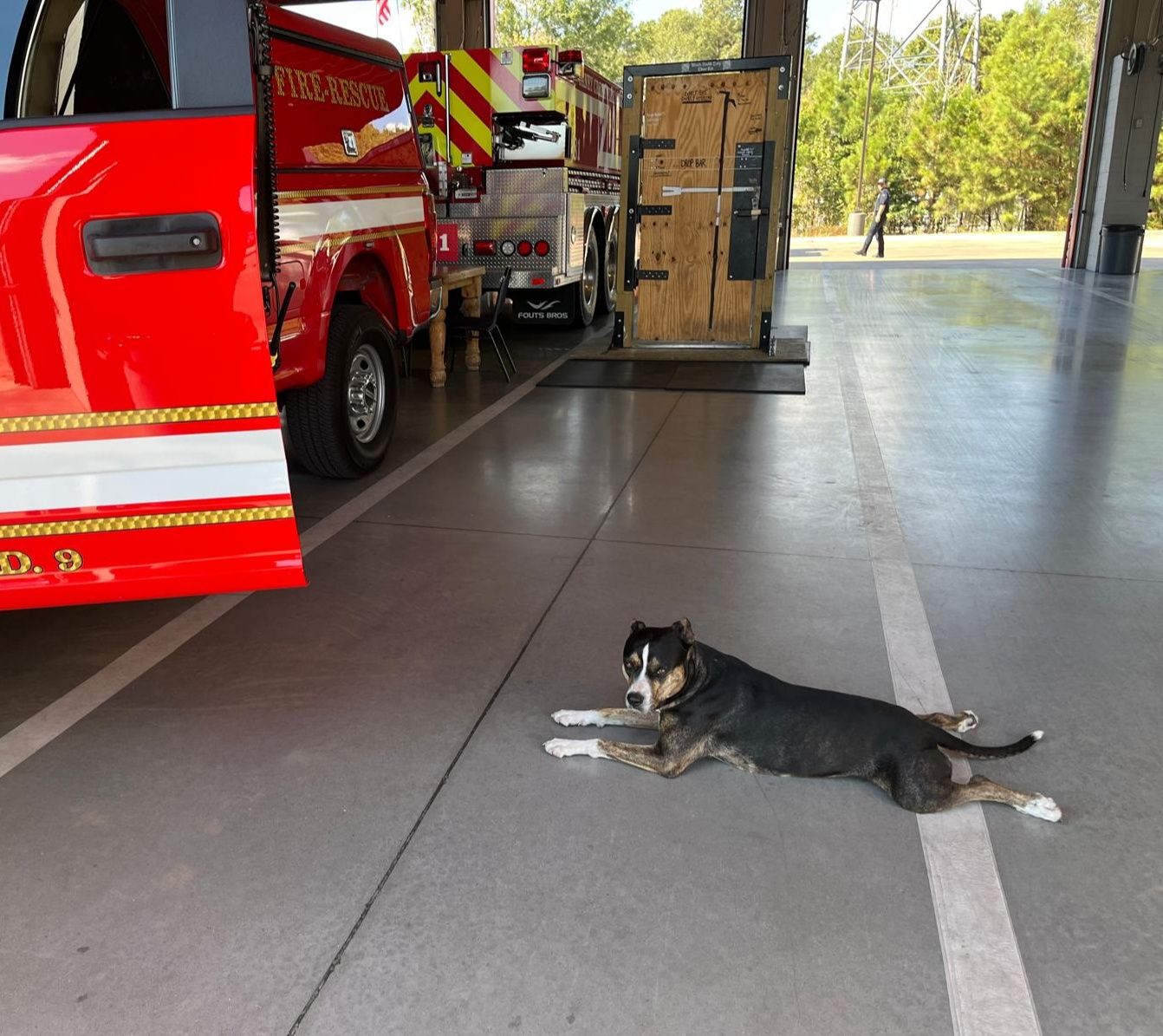 dog at fire station