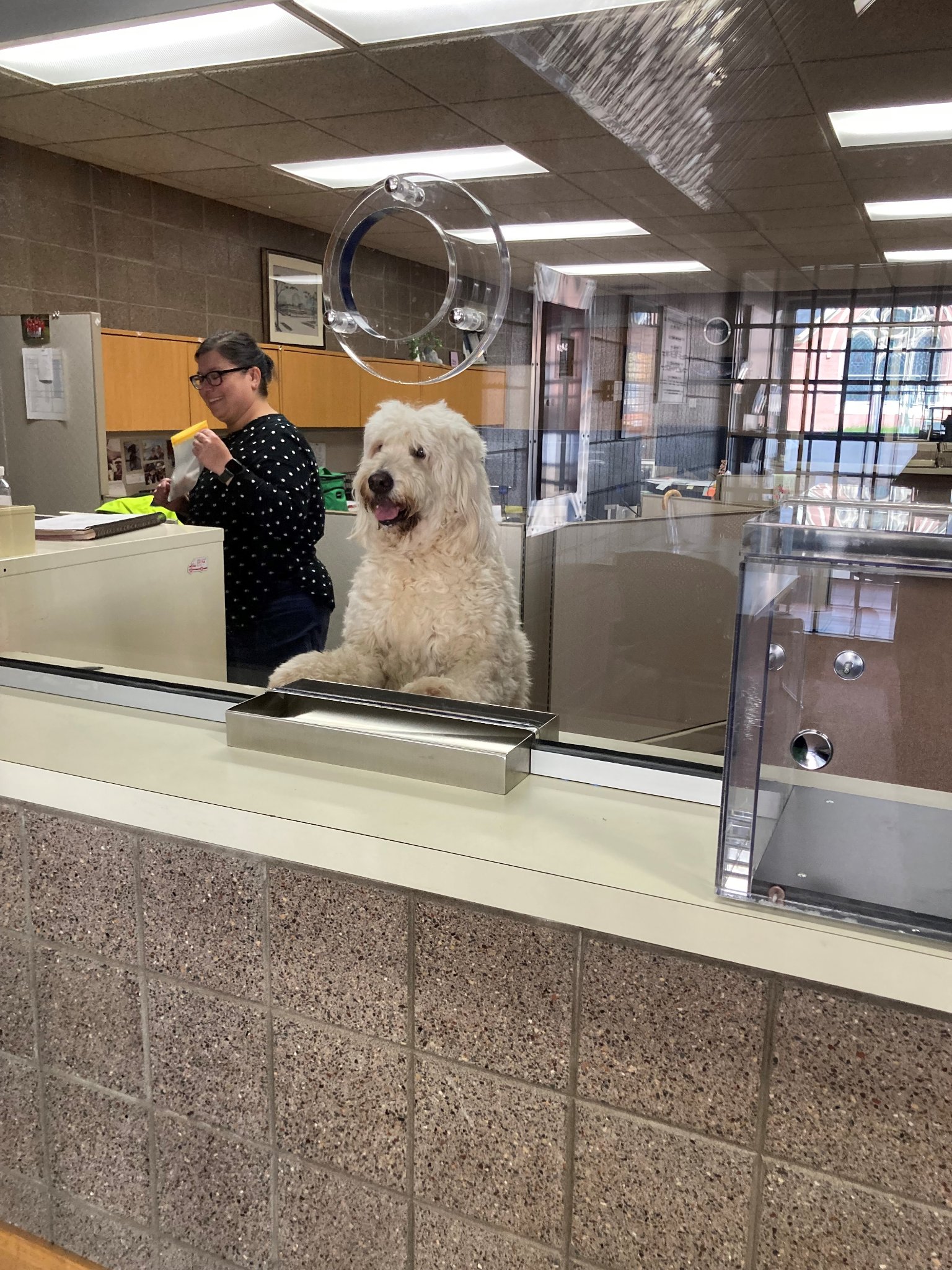 dog at the counter