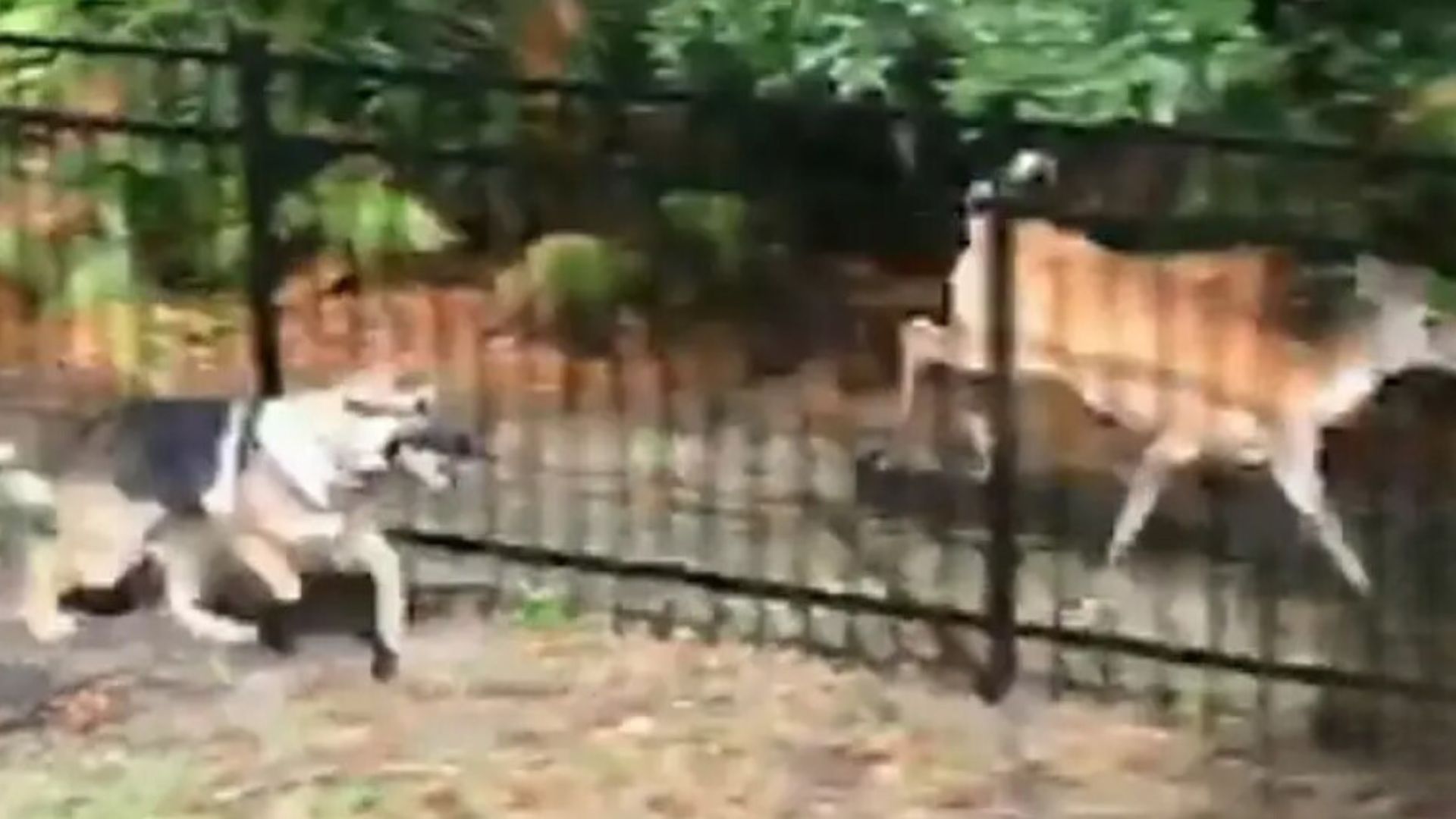 dog chasing deer