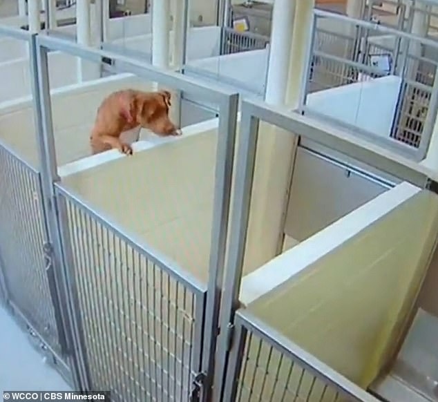 dog climbing in shelter