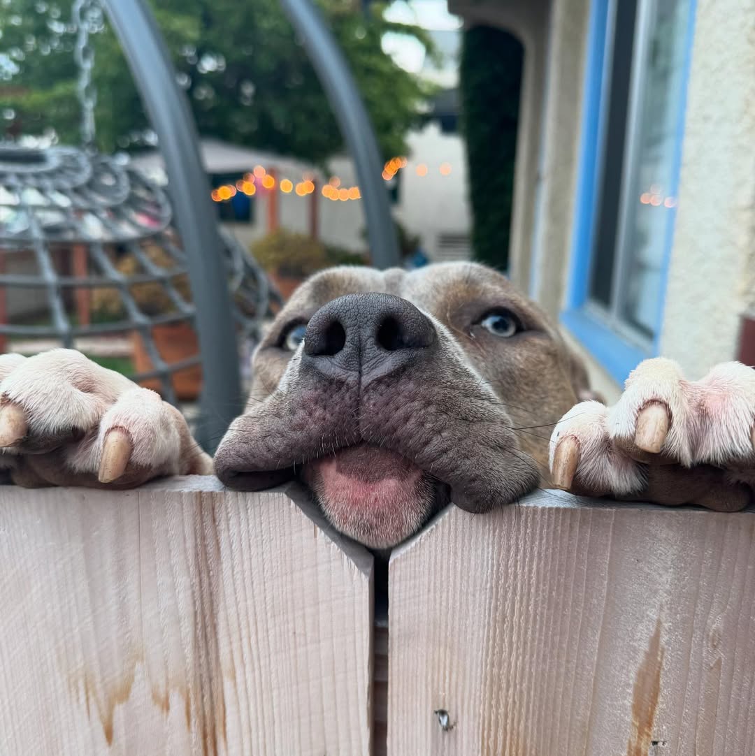 dog climbing on fence