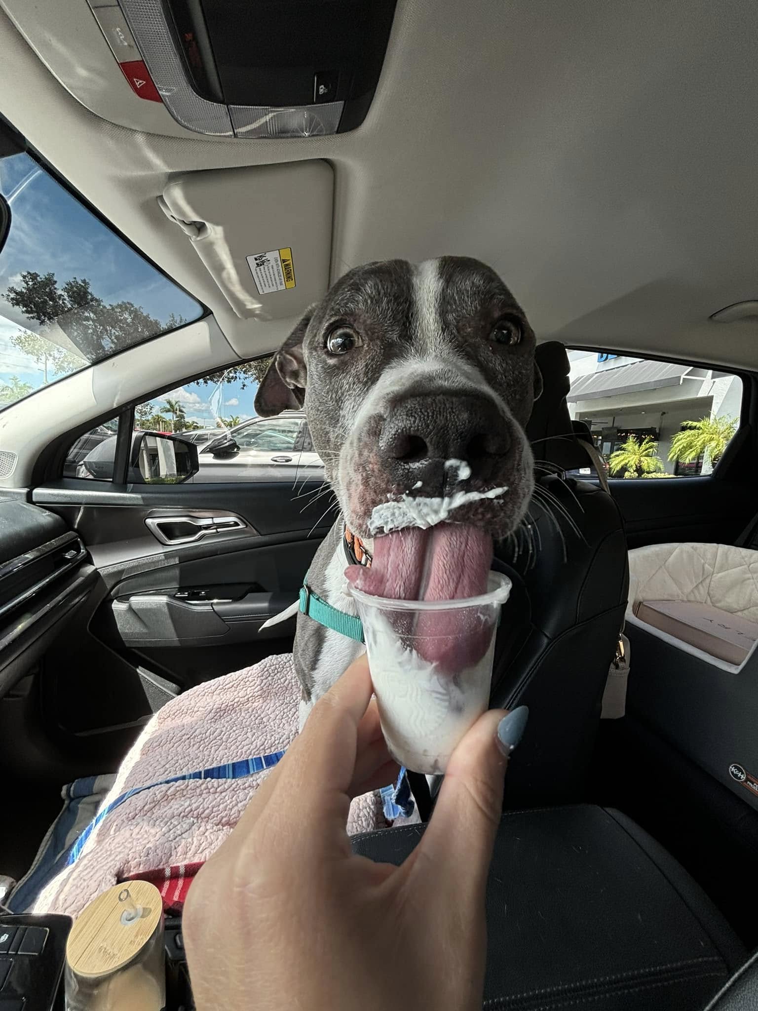 dog eating in car