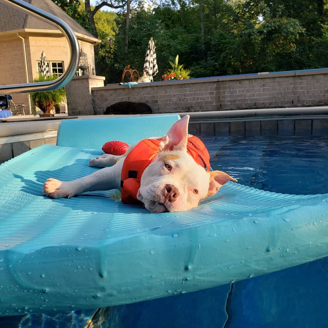 dog enjoying in pool