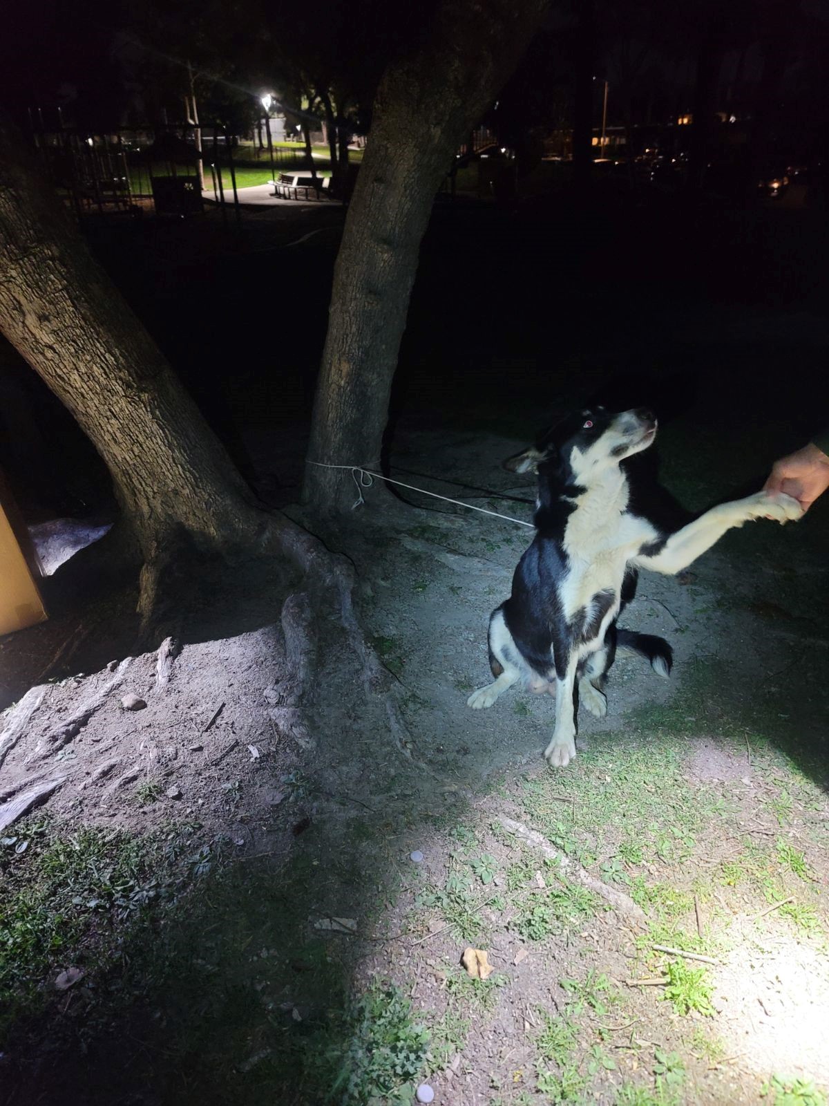 dog giving a paw to a man