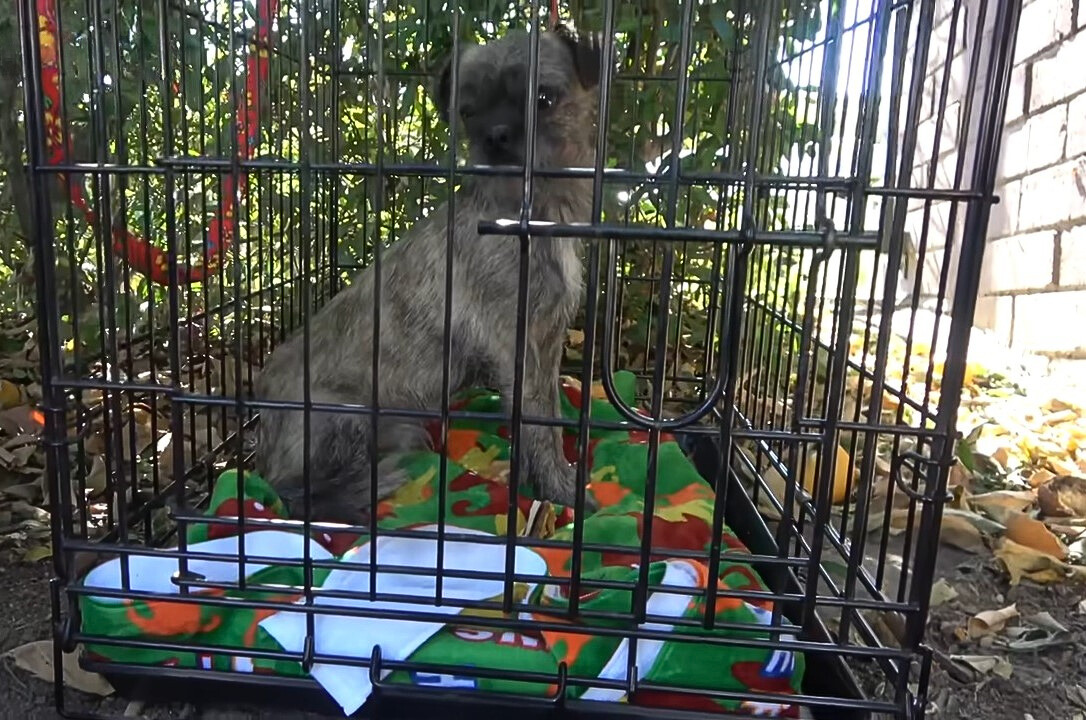 dog in a cage