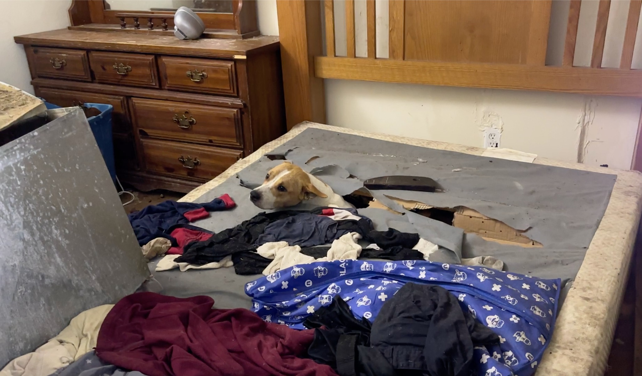 dog in abandoned house