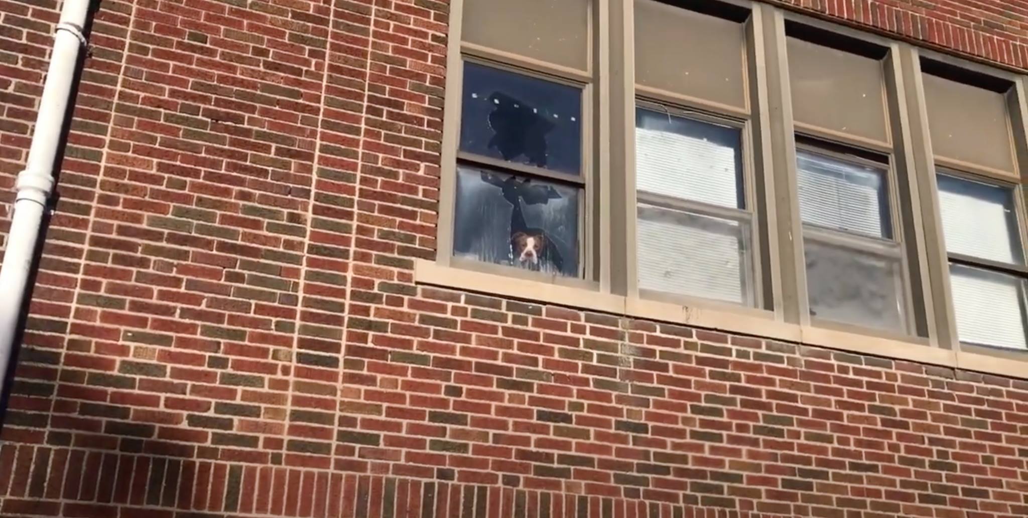 dog in abandoned school