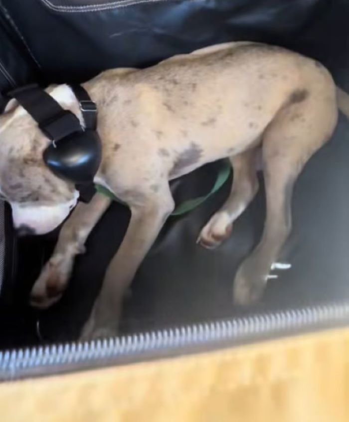 dog in airplane