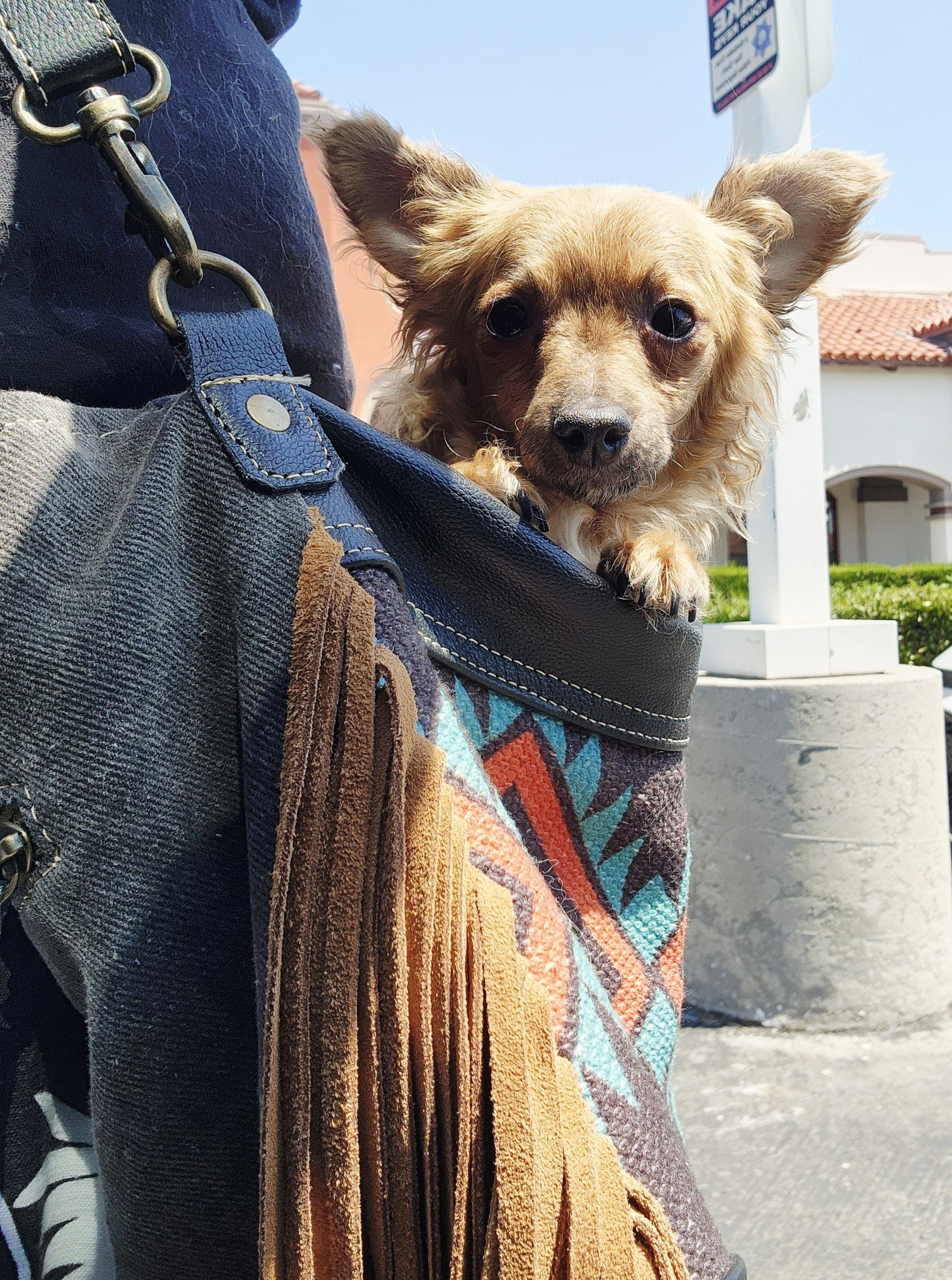 dog in bag
