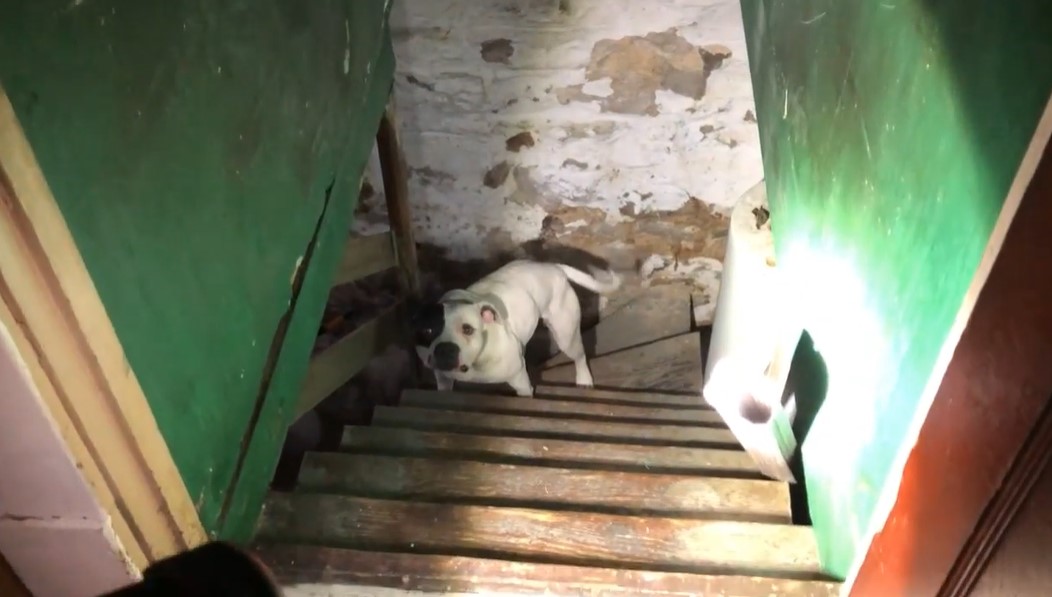 dog in basement