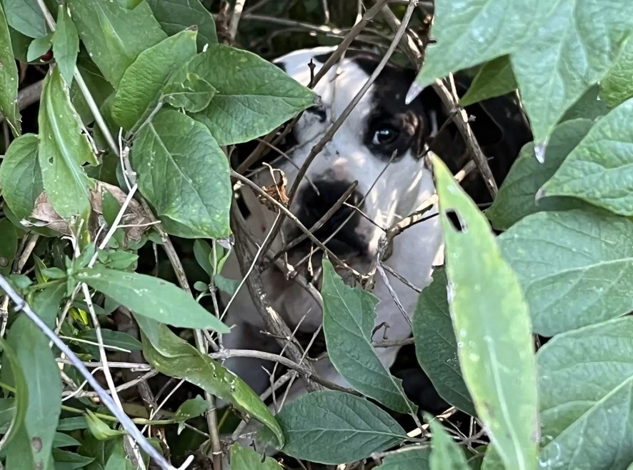 dog in bush