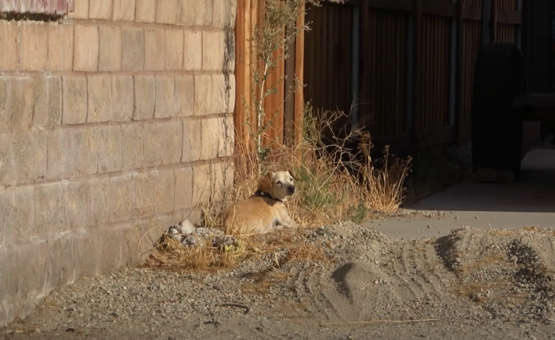 dog in desert