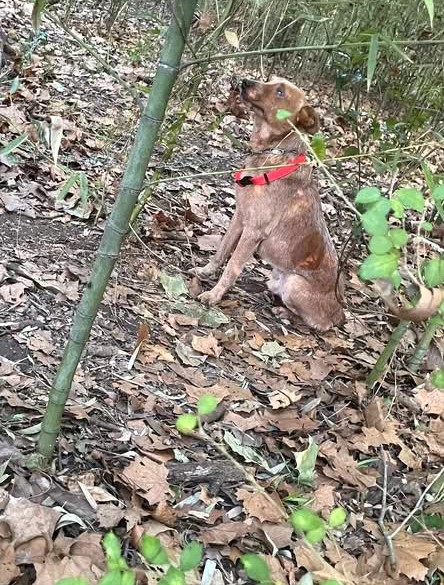 dog in forest