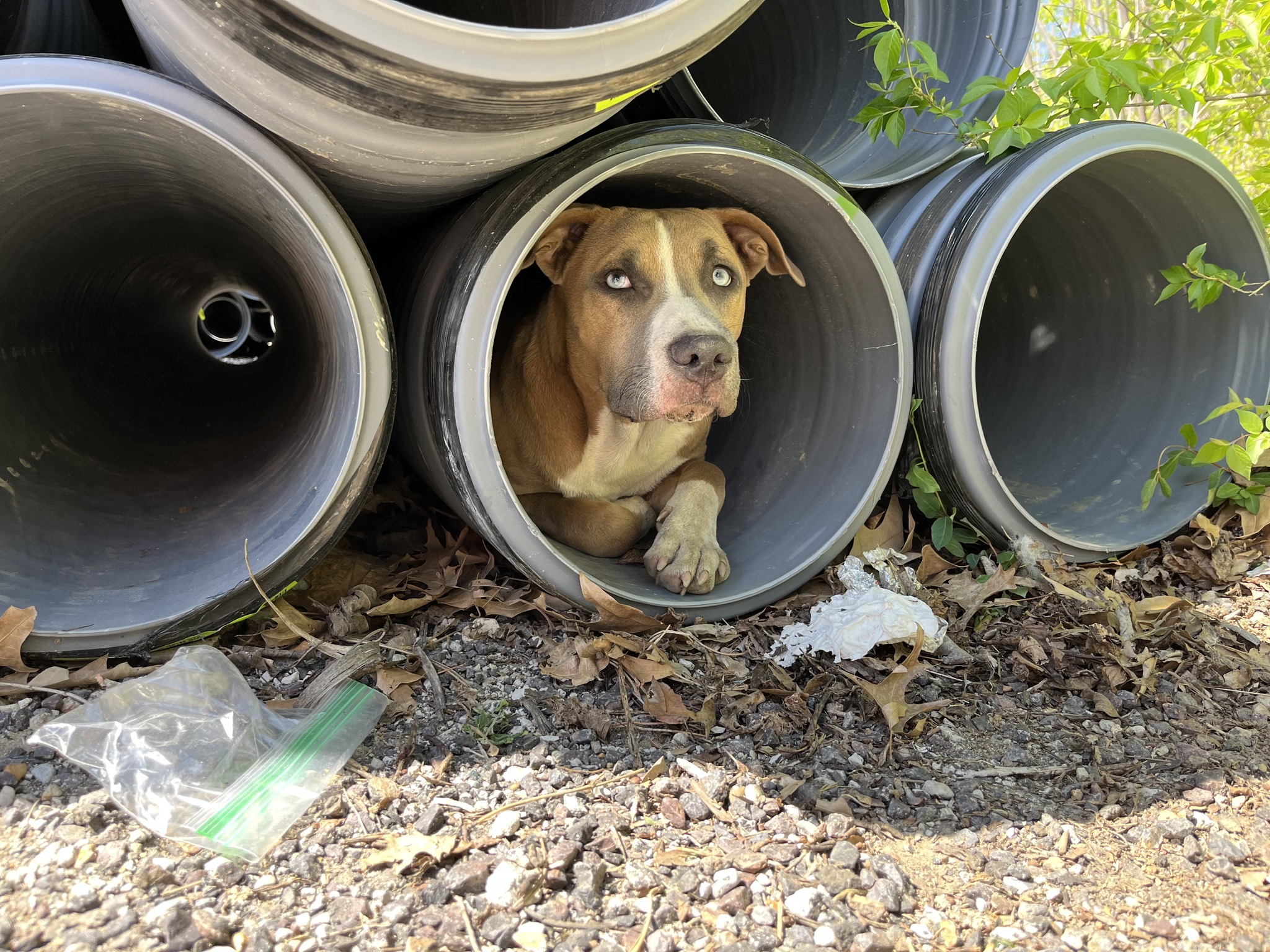 dog in pipe
