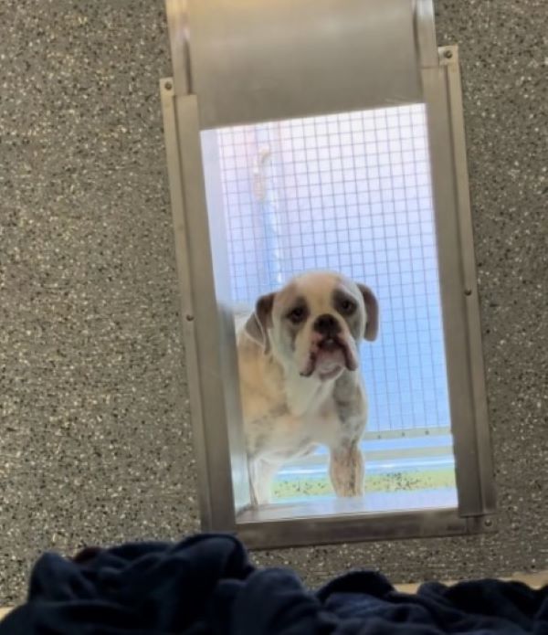 dog in shelter