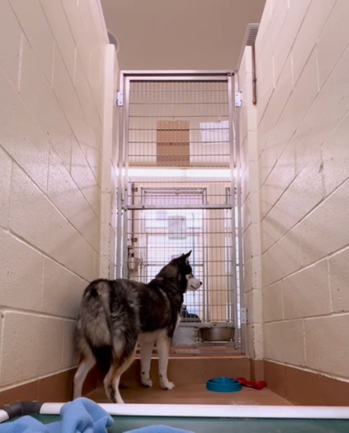 dog in shelter