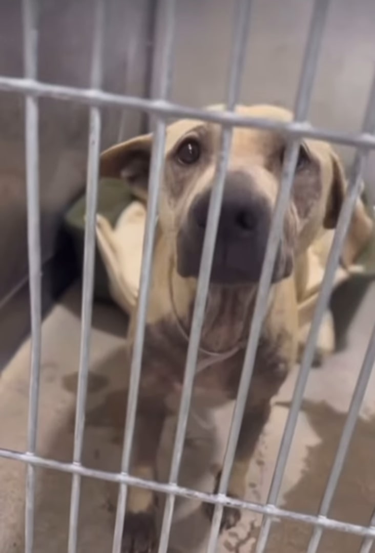 dog in shelter