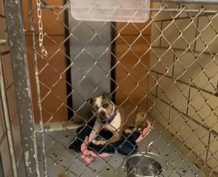 dog in shelter laying down