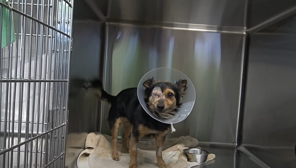 dog in shelter with injured eye