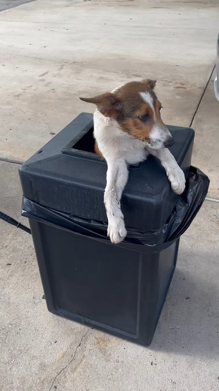 dog in trash