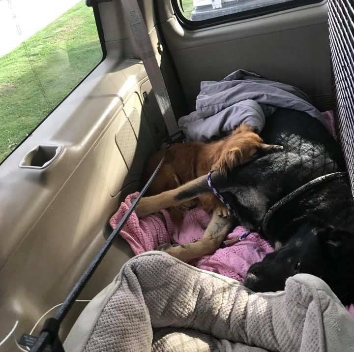 dog laying down in car