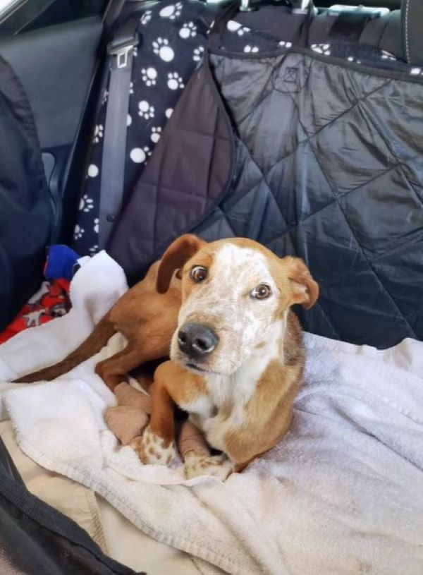 dog laying in back of car