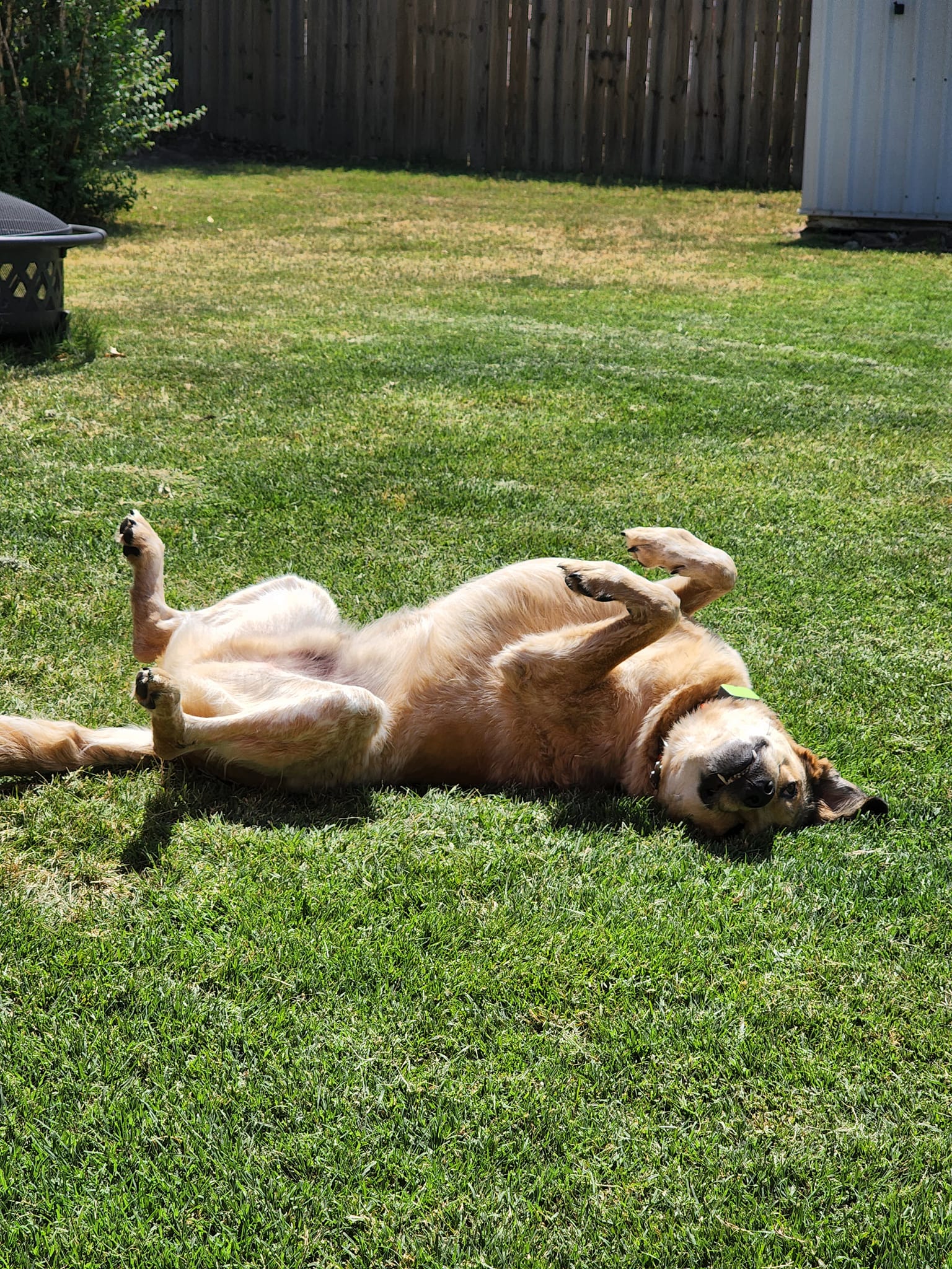 dog laying on grass