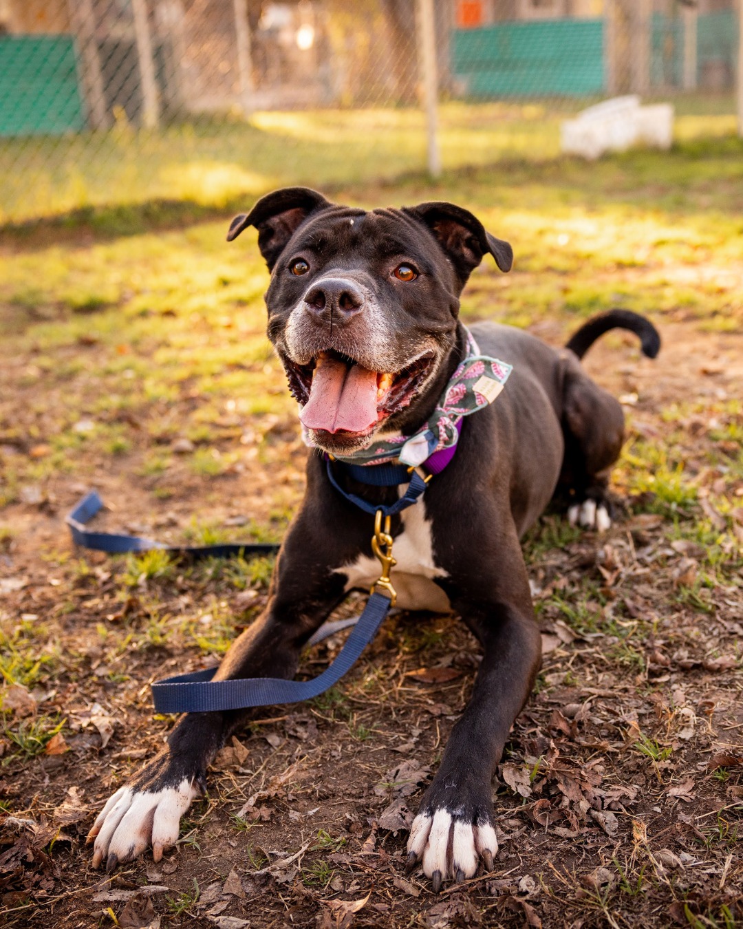 dog laying on ground