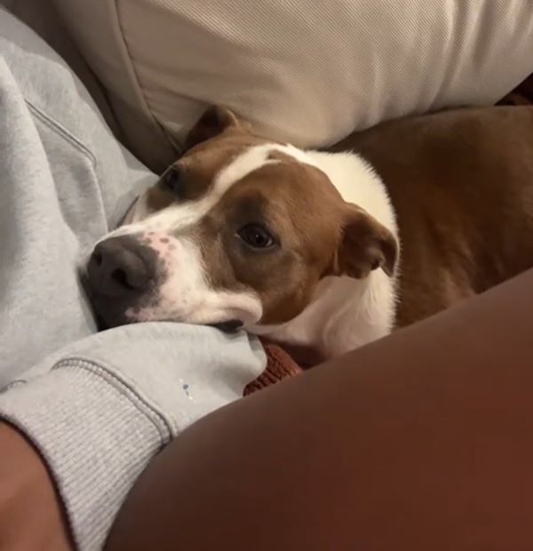 dog laying on owner