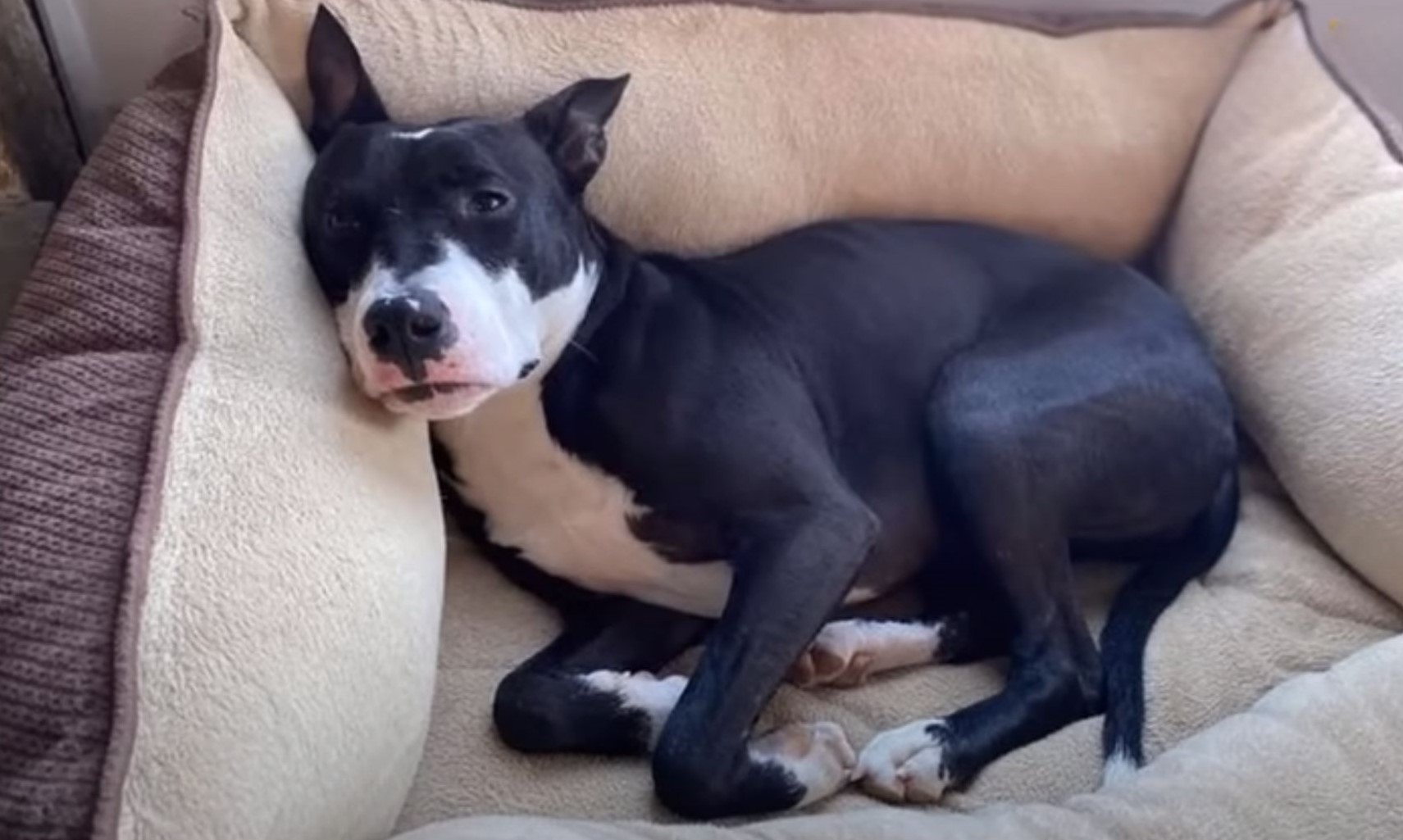 dog laying on sofa
