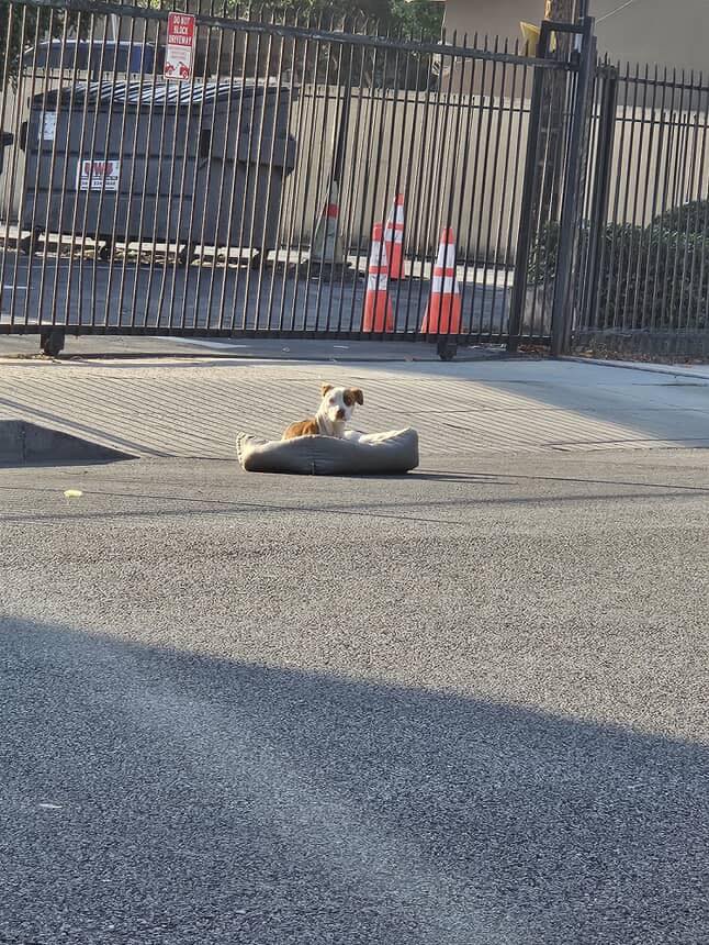 dog laying on street