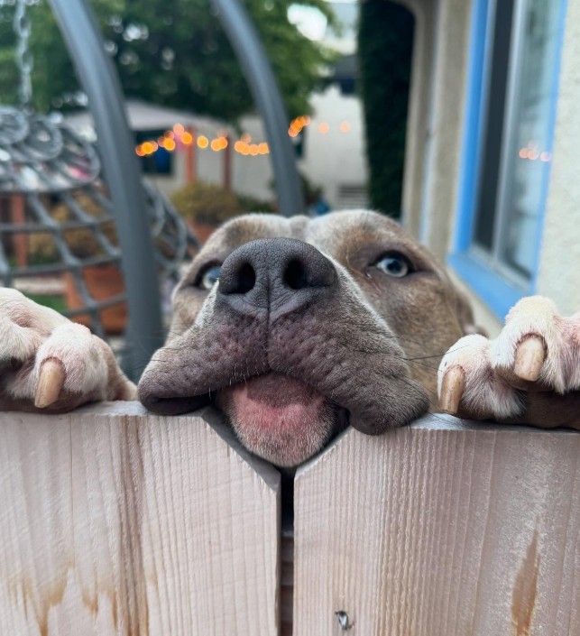 dog leaning its head on the fence