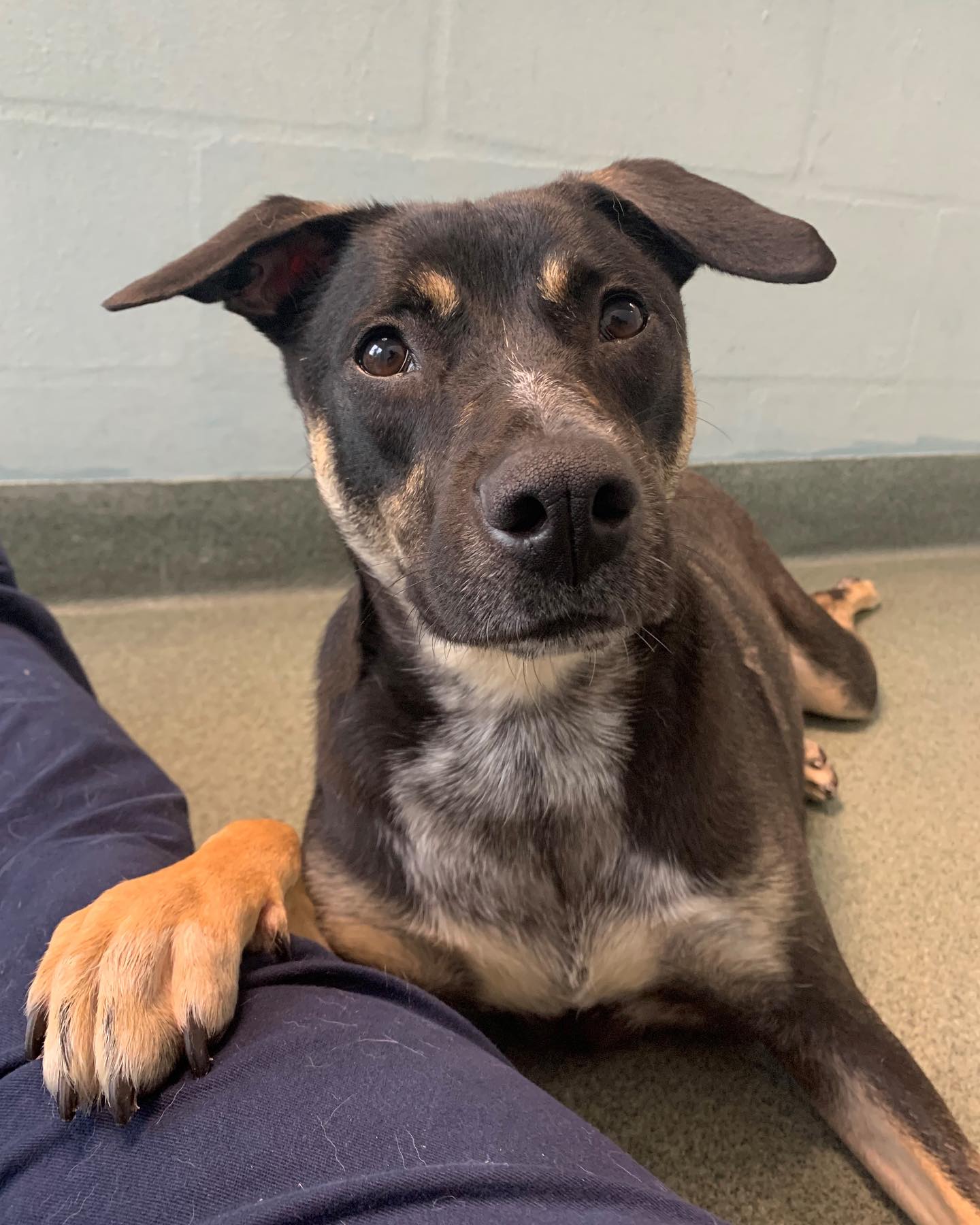 dog leaning its paw on a man