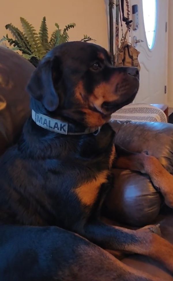 dog leaning on a chair