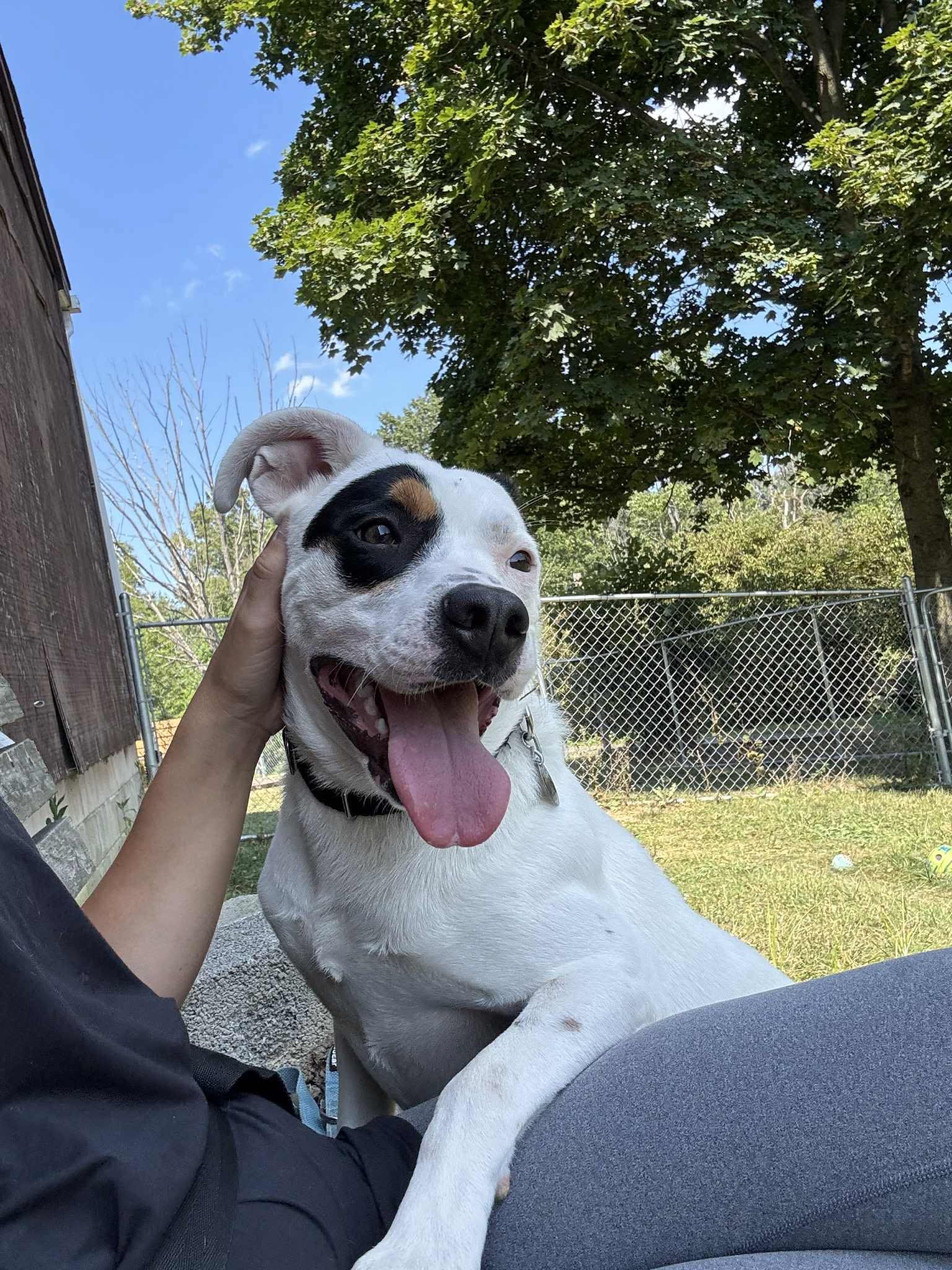 dog leaning on woman
