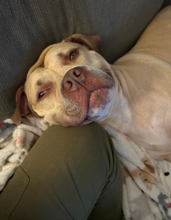 dog leaning on woman's lap
